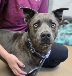 Thelma, a Pit Bull Terrier (mix breed), available for adoption