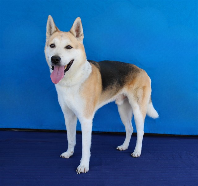 Max, a German Shepherd, available for adoption