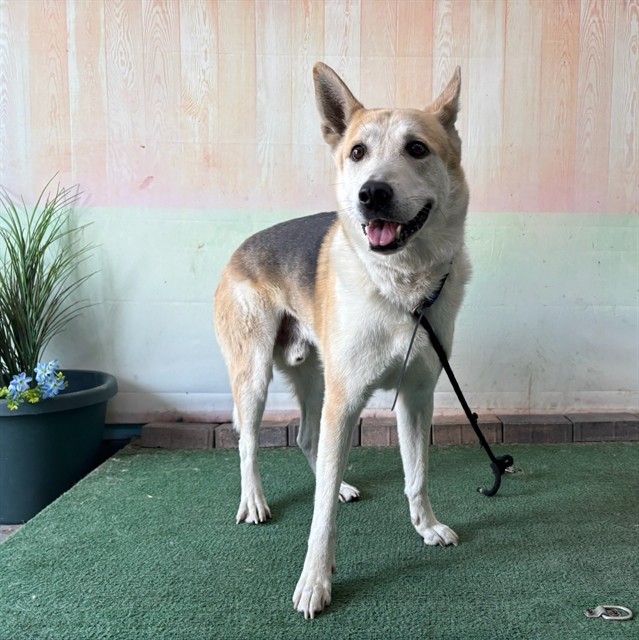 Max, a German Shepherd, available for adoption