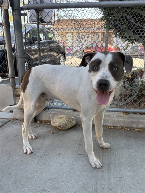 Homer, a Pit Bull Terrier, available for adoption