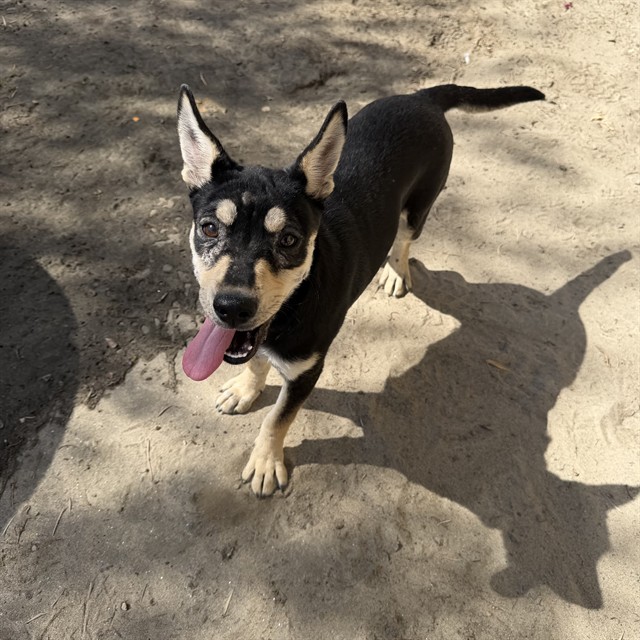 Anna, a Shepherd (mix breed), available for adoption