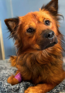 A596230, a Chow Chow (mix breed), available for adoption