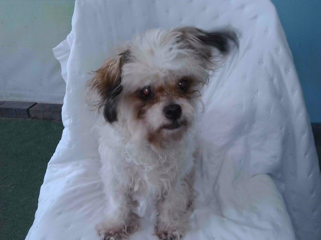 A5792533, a Maltese, available for adoption