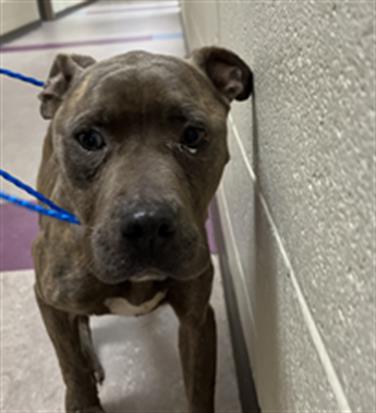 Cassidy, a Pit Bull Terrier (mix breed), available for adoption