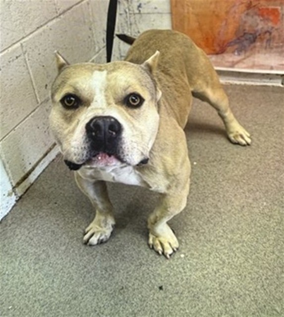 Shane, a Pit Bull Terrier, available for adoption