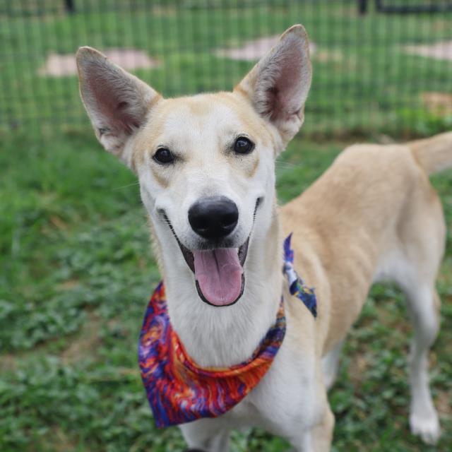 Dawn, a Carolina Dog (mix breed), available for adoption