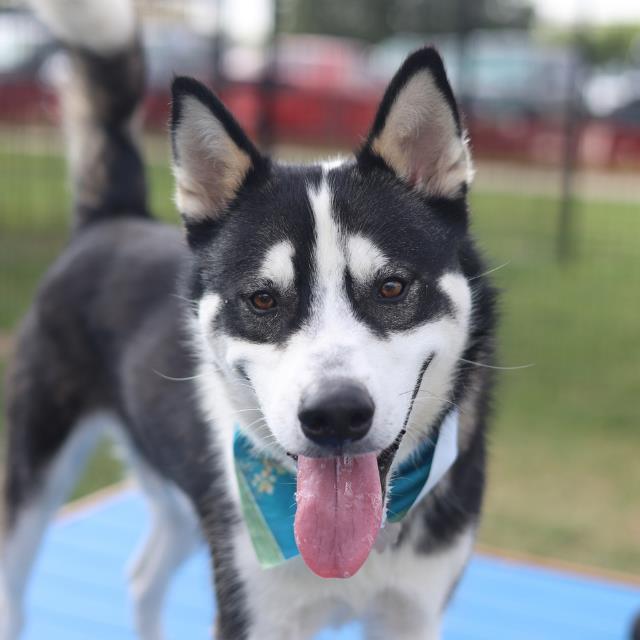 Buddy, a Siberian Husky (mix breed), available for adoption
