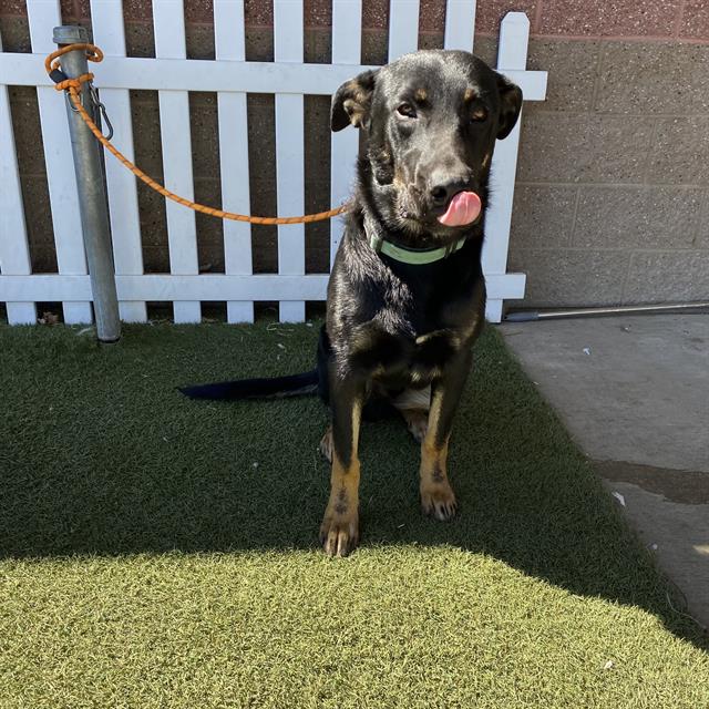 Mike Inouye, a German Shepherd, available for adoption