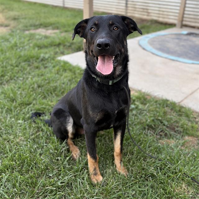 Adoptable pet photo