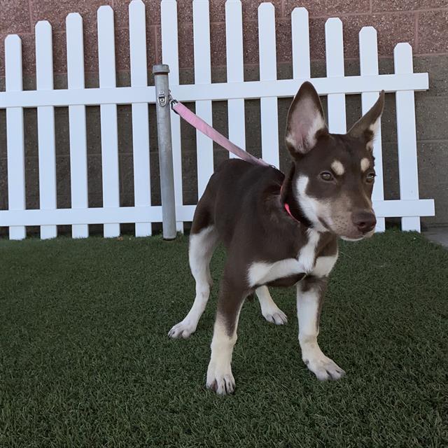 Lady, a Siberian Husky, available for adoption