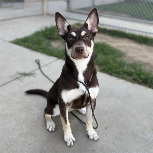 Lady, a Siberian Husky, available for adoption