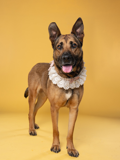 Adoptable pet photo