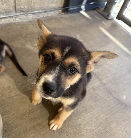 Adoptable pet photo
