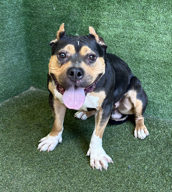 Adoptable pet photo