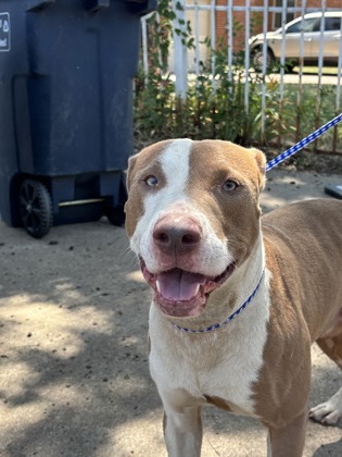 Adoptable pet photo