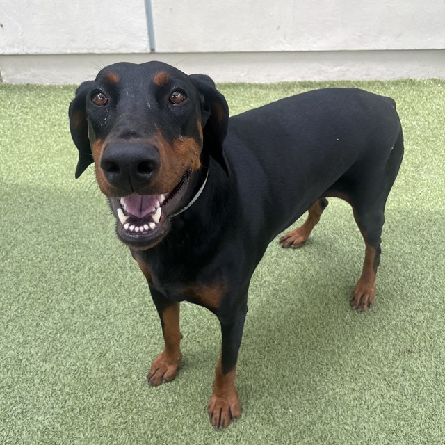 Adoptable pet photo