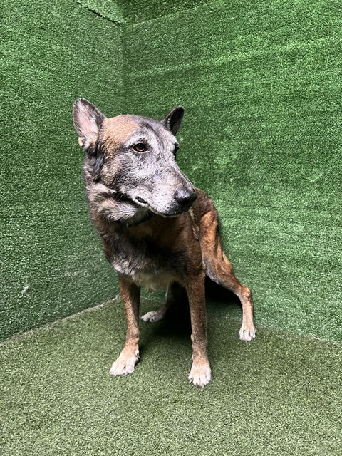 Adoptable pet photo