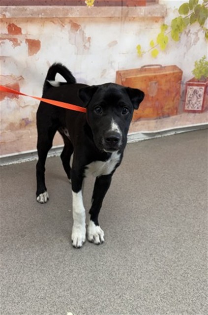 Adoptable pet photo
