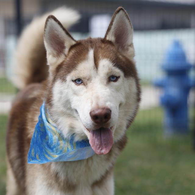 Adoptable pet photo