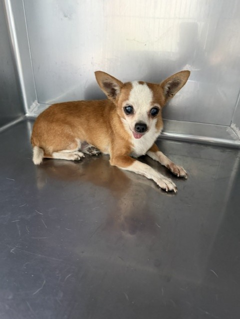 Adoptable pet photo
