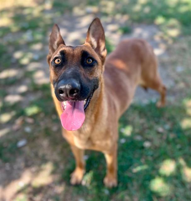 Adoptable pet photo