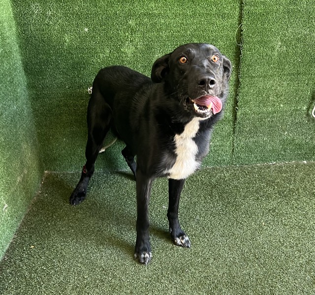 Shang Tsung, a Labrador Retriever, available for adoption