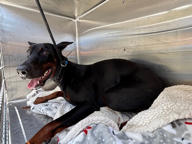 Vulcan, a Doberman Pinscher, available for adoption