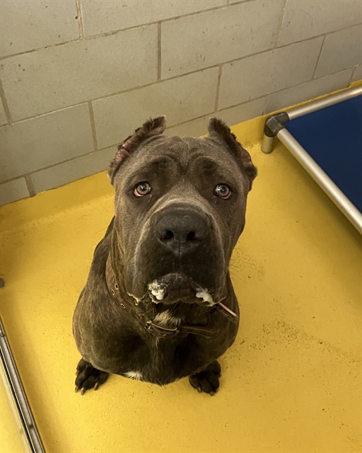 Bowser, a Cane Corso Mastiff, available for adoption