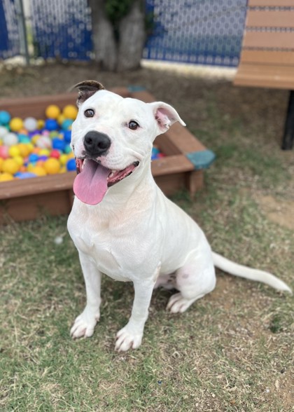Christopher Robin, a Pit Bull Terrier, available for adoption