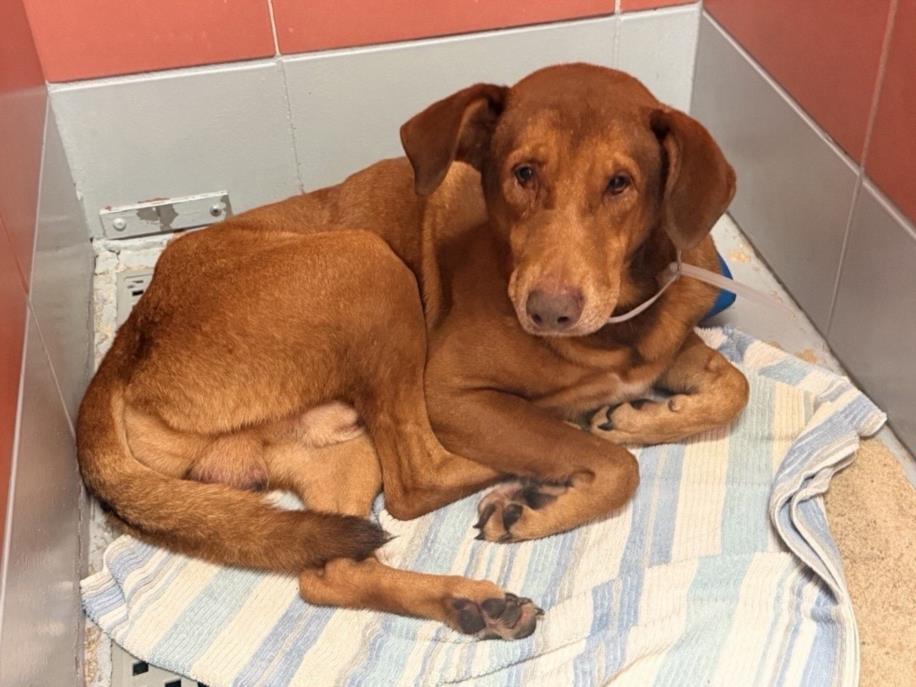Mark, a Rhodesian Ridgeback (mix breed), available for adoption