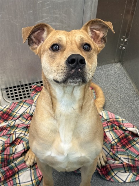 Mitch, a American Staffordshire Terrier (mix breed), available for adoption