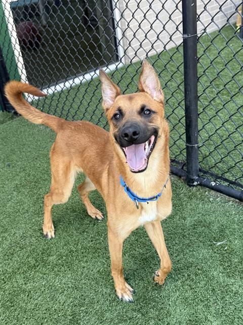 King, a Black Mouth Cur (mix breed), available for adoption