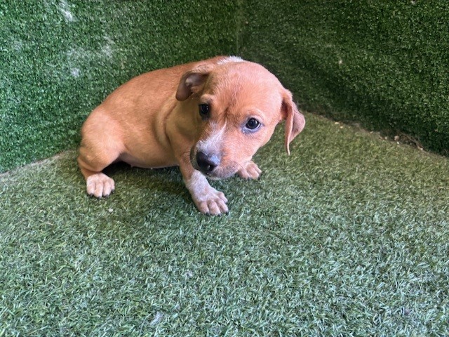 Hazel, a Pit Bull Terrier, available for adoption