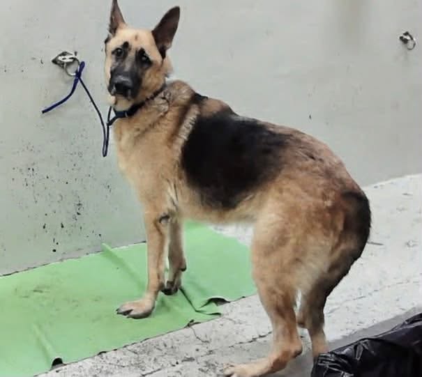 A2093514, a German Shepherd, available for adoption