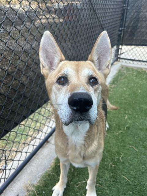 Baba, a Carolina Dog (mix breed), available for adoption