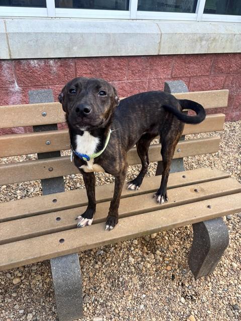 Millie, a Mountain Cur (mix breed), available for adoption