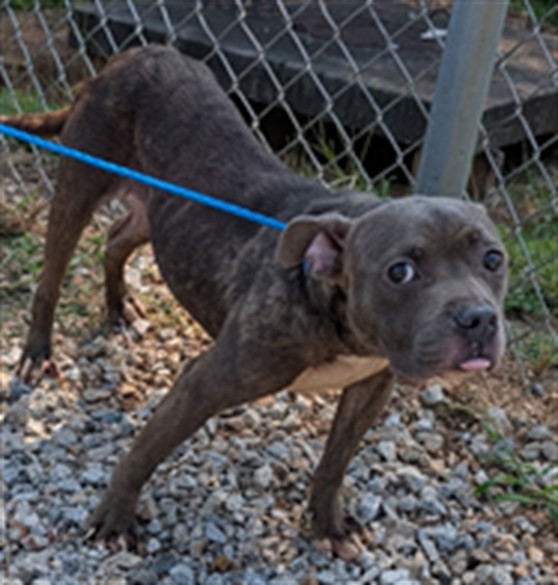 Milla, a Pit Bull Terrier (mix breed), available for adoption