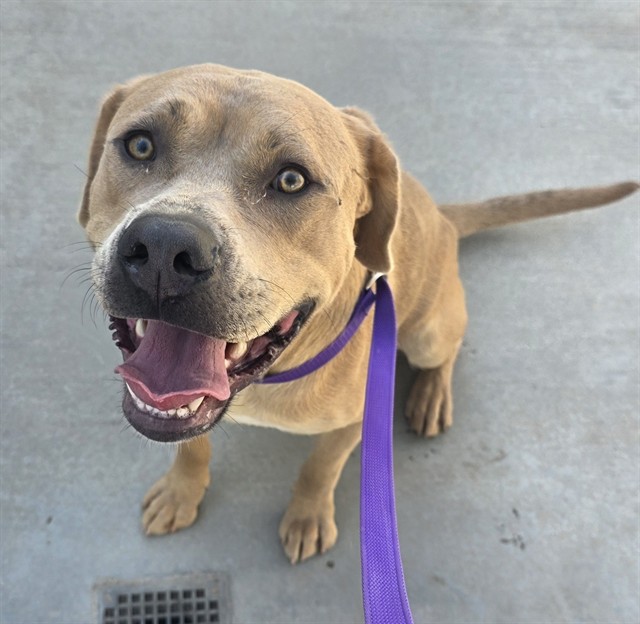 Rex, a Pit Bull Terrier, available for adoption