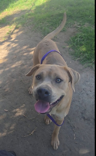 Other Photos of thie Dog