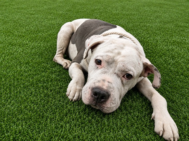 Faith, a Pit Bull Terrier, available for adoption