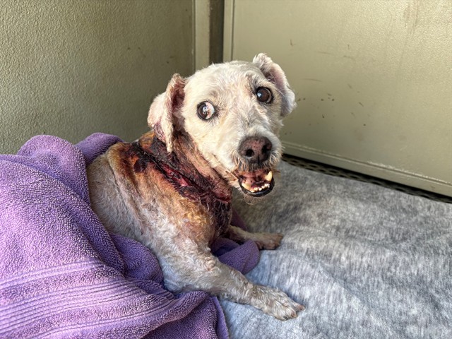 Peluche, a Terrier, available for adoption