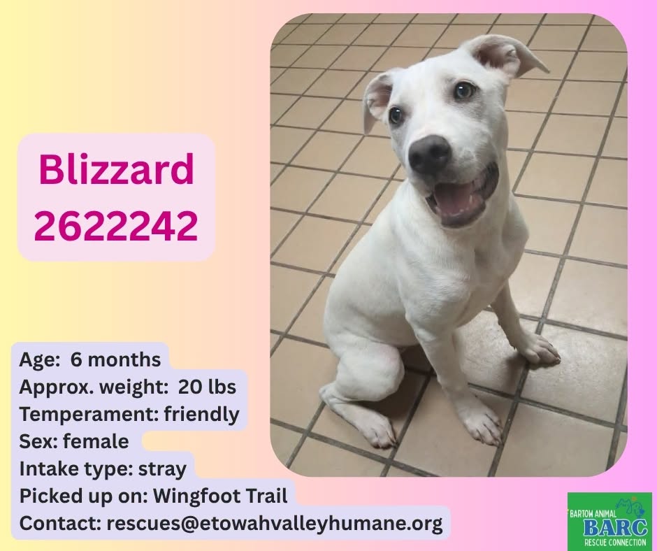 Blizzard, a American Staffordshire Terrier, available for adoption