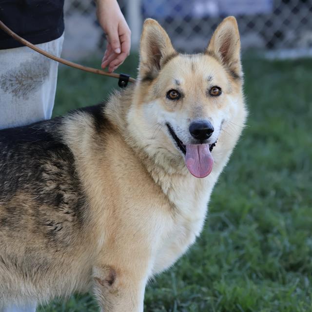 Sally, a German Shepherd, available for adoption