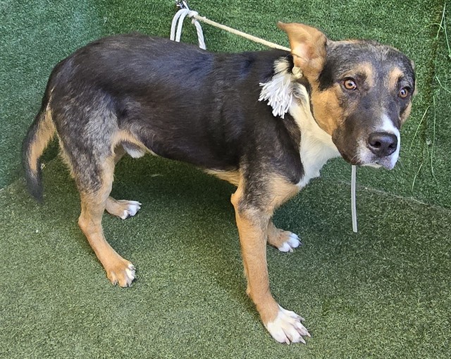 Abner, a German Shepherd, available for adoption