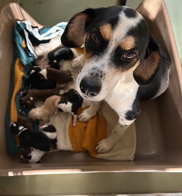 Forest, a Beagle, available for adoption