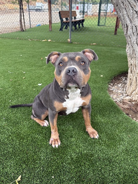Alexis, a Pit Bull Terrier, available for adoption