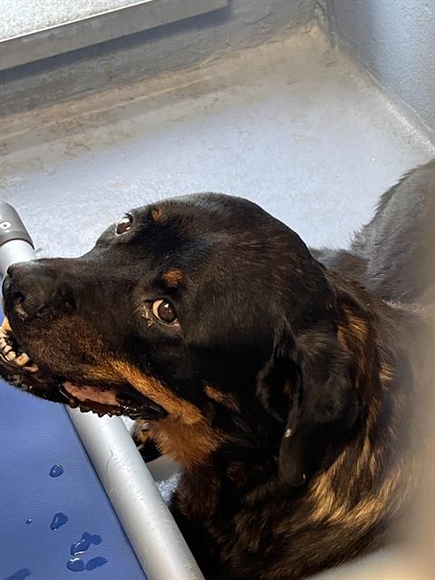 Matilda, a Rottweiler, available for adoption