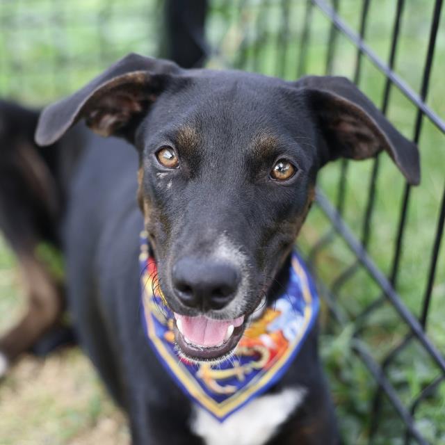 Eclipse Hunt, a Greyhound (mix breed), available for adoption