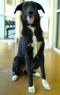 Tiana, a Border Collie (mix breed), available for adoption
