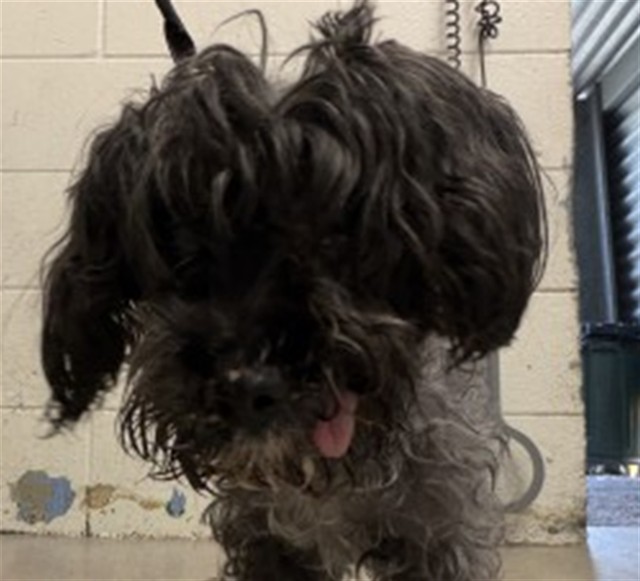 A598223, a Poodle, available for adoption